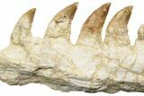 Mosasaur Jaw Section with Nine Teeth - Morocco #189999-7